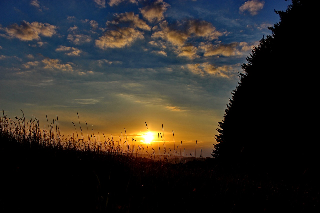 nature morning sun grass free photo