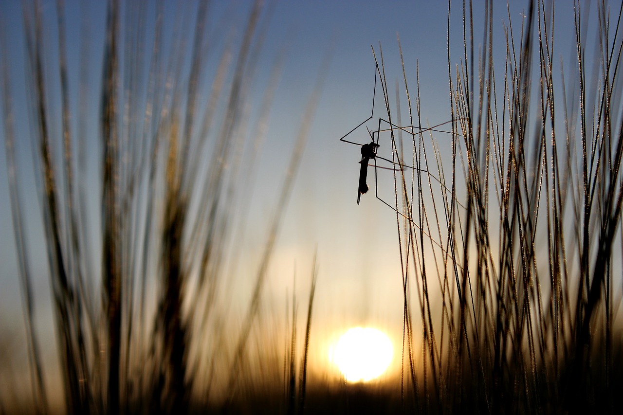 nature grass close free photo