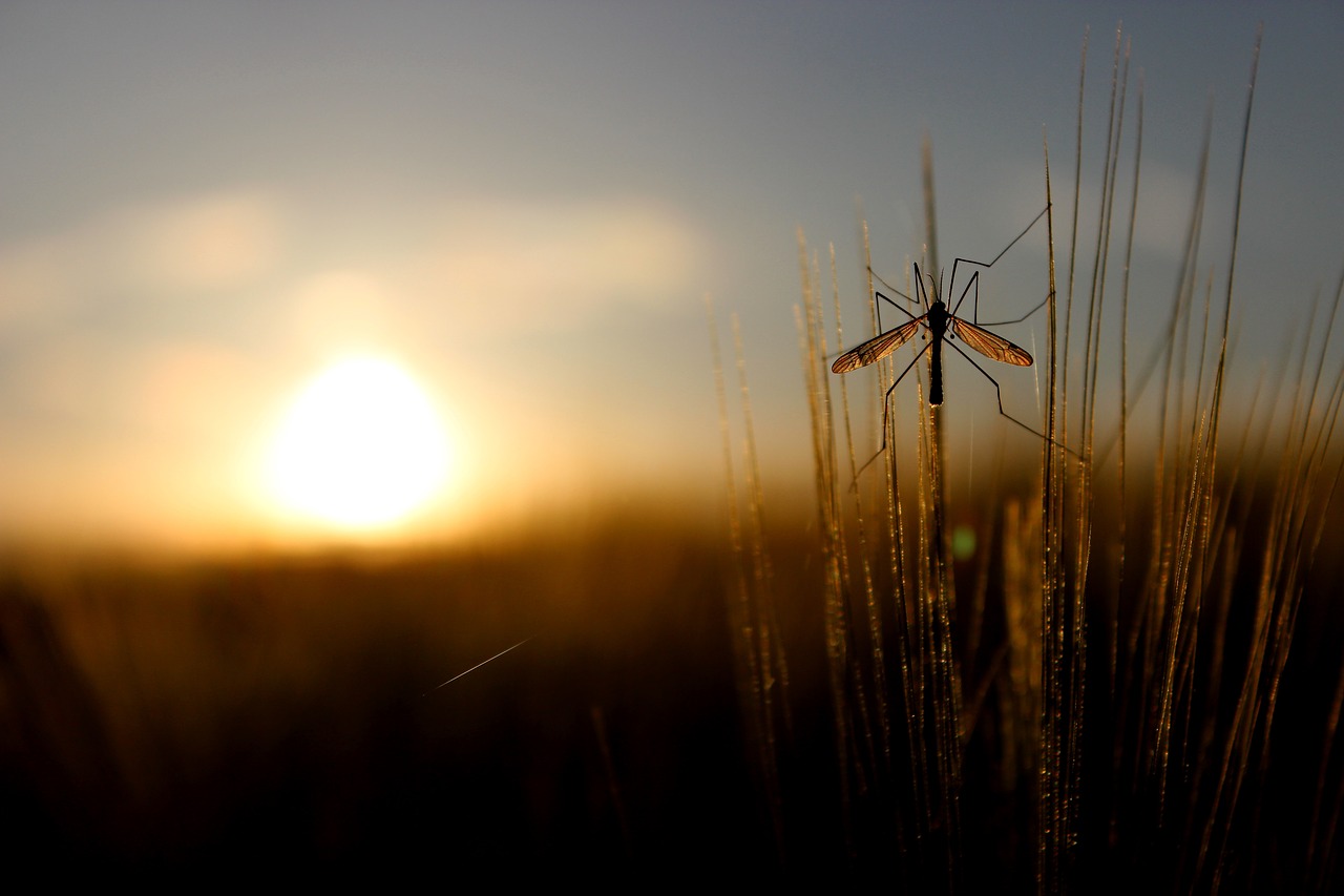 nature grass summer free photo