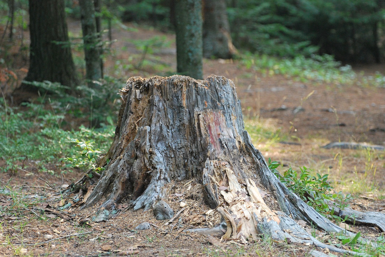 nature tree stump woods free photo