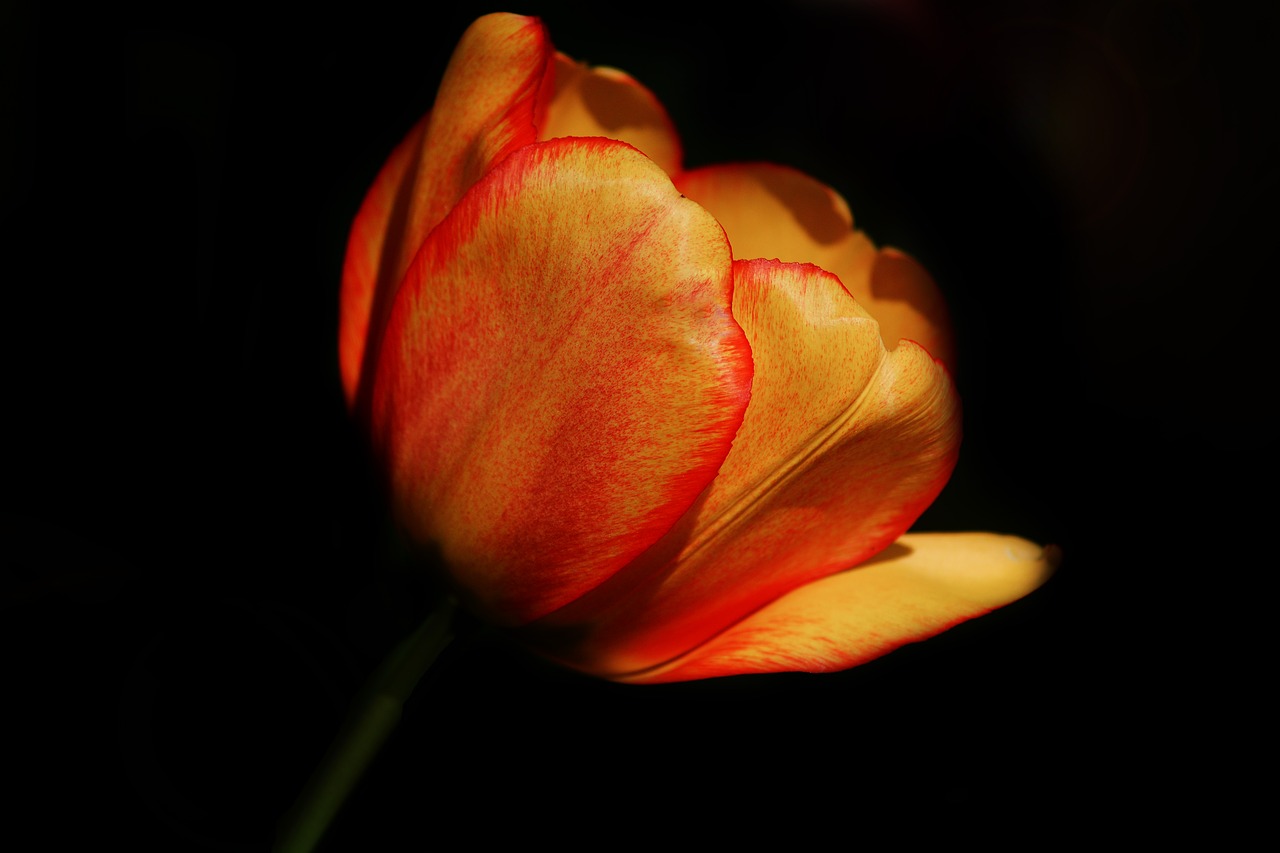 nature flower tulip free photo