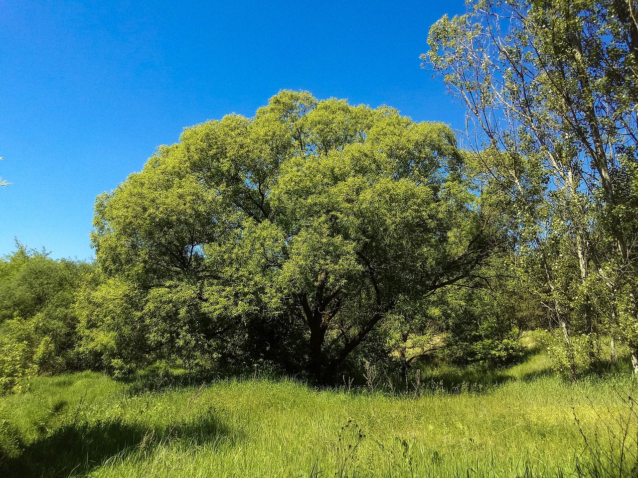 nature tree blue free photo