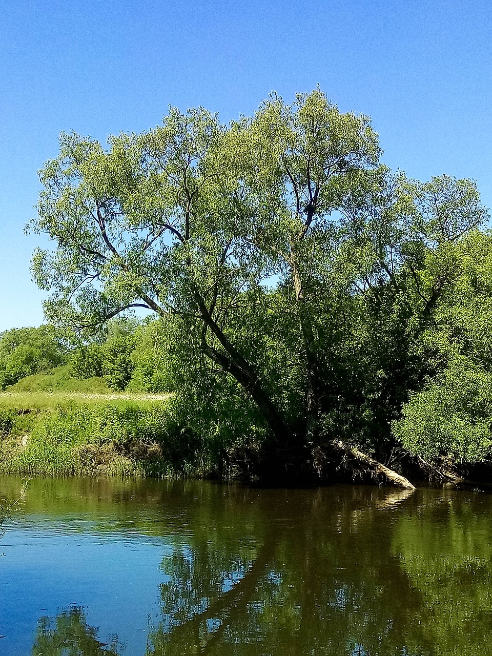 nature tree blue free photo