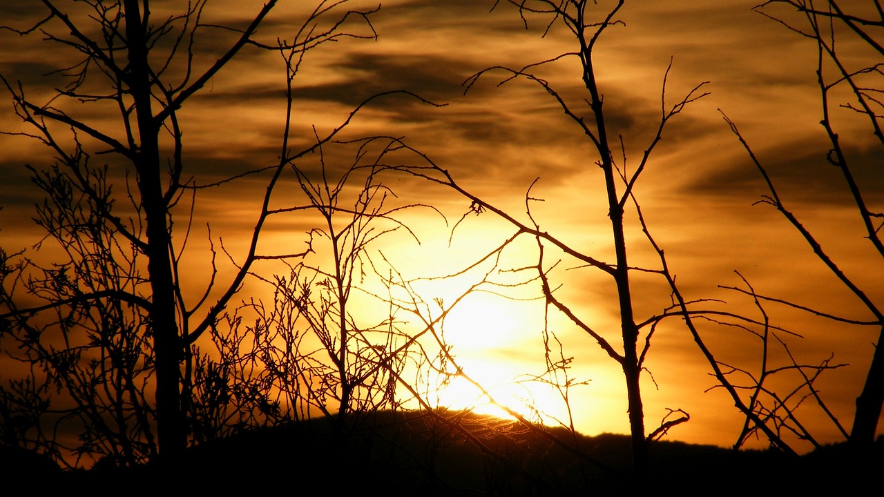 nature trees sunset free photo