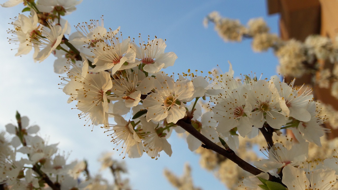 nature bloom apple tree free photo