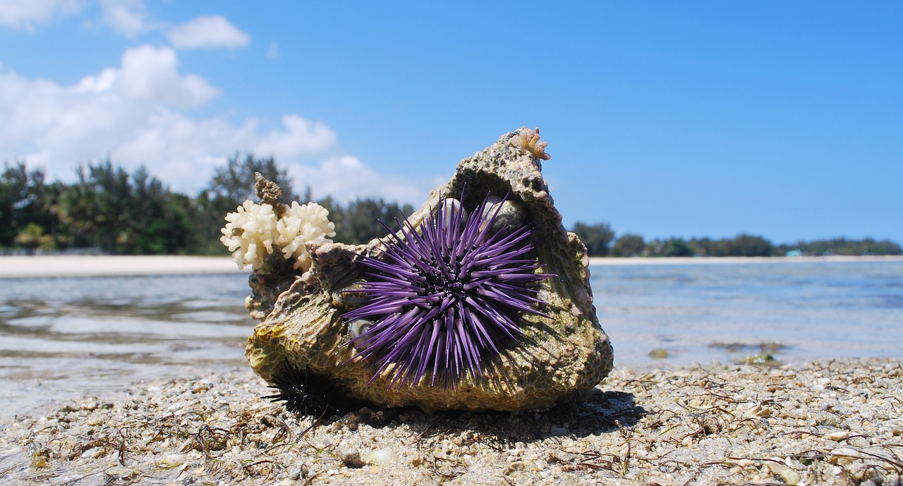 nature shell urchin free photo