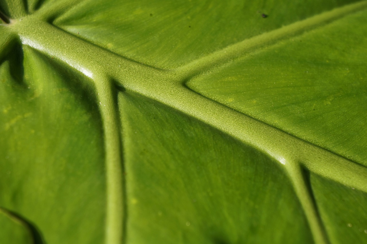 nature leaves autumn free photo