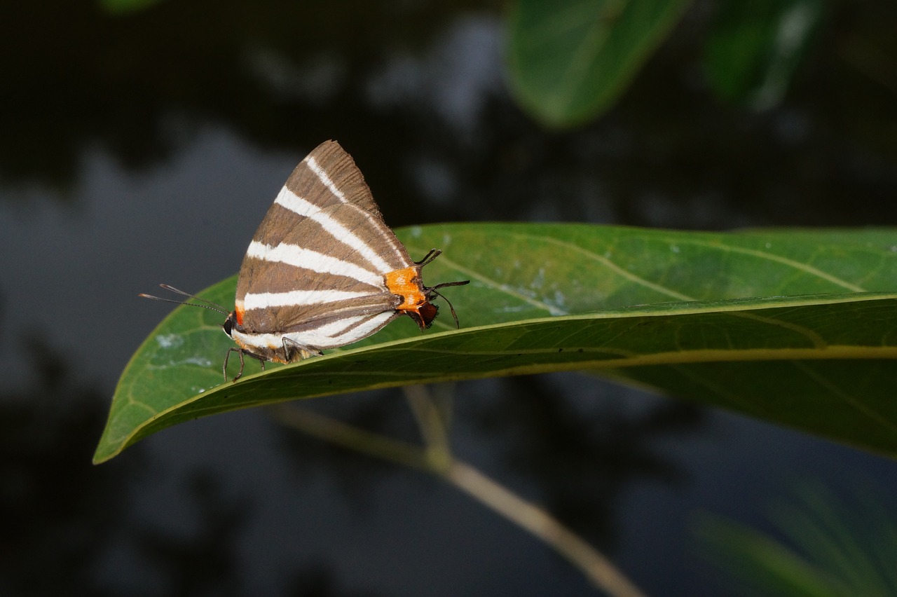 nature insects butterflies free photo