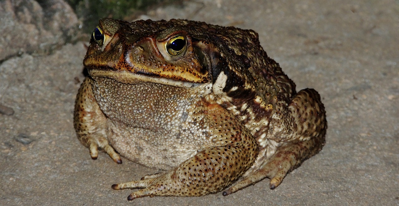nature frog amphibian free photo