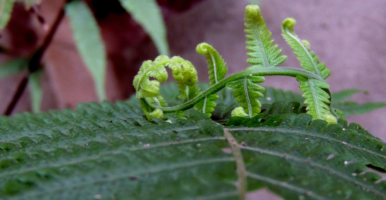 nature foliage fern free photo