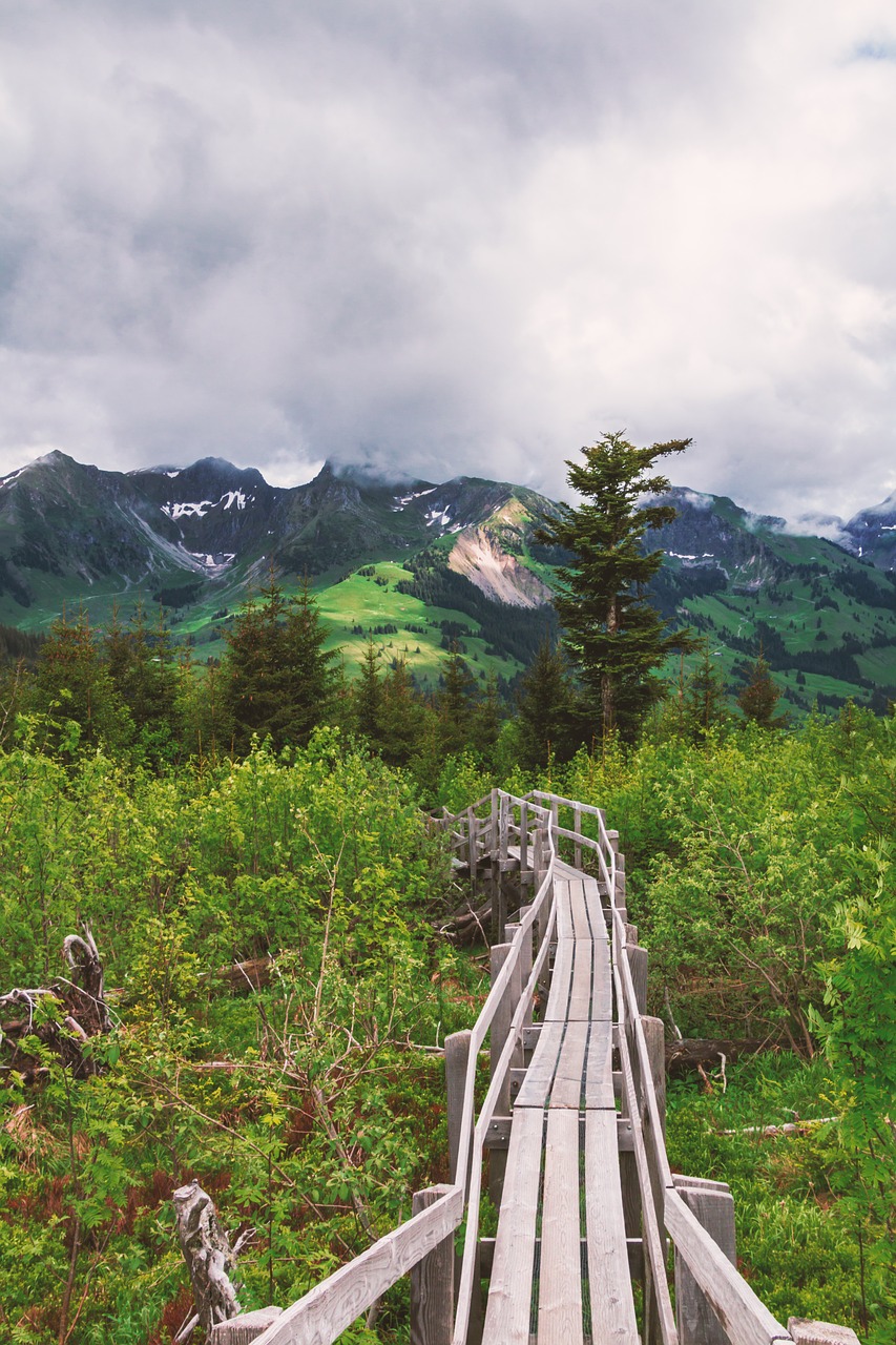 nature web bridge free photo