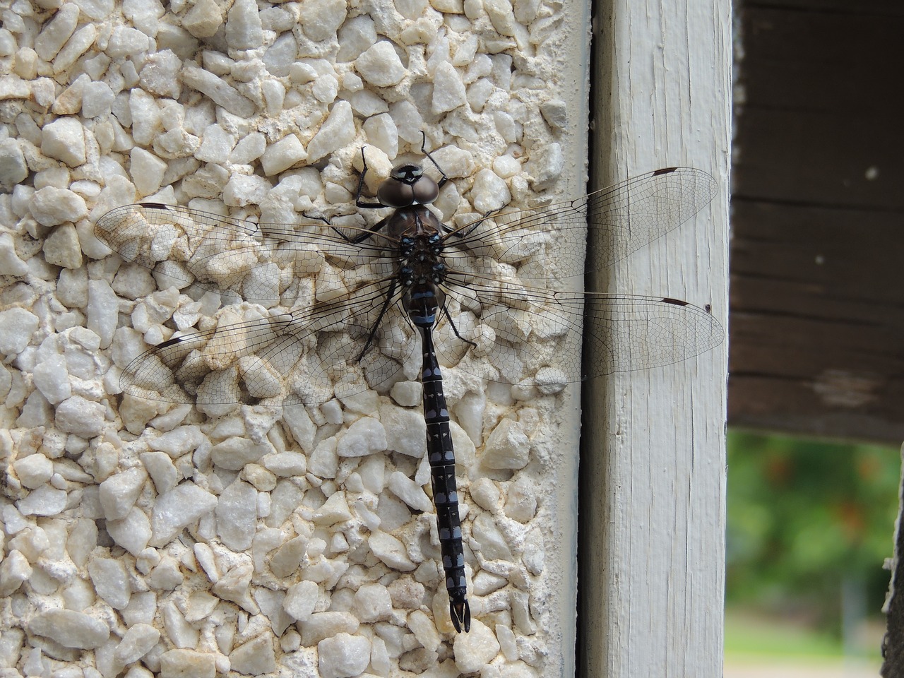 nature dragonfly flying insect free photo