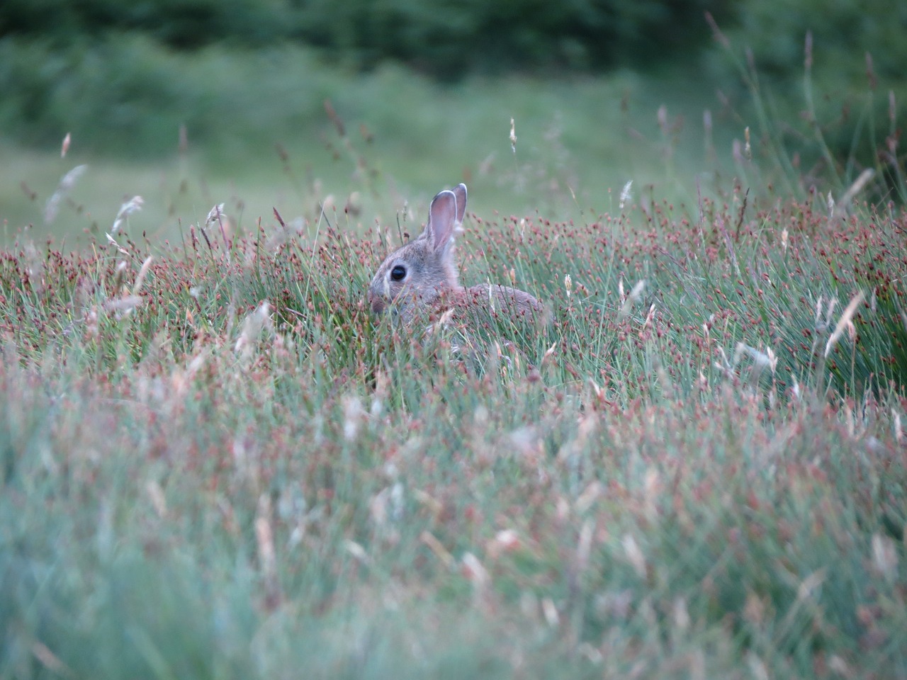 nature hare grass free photo