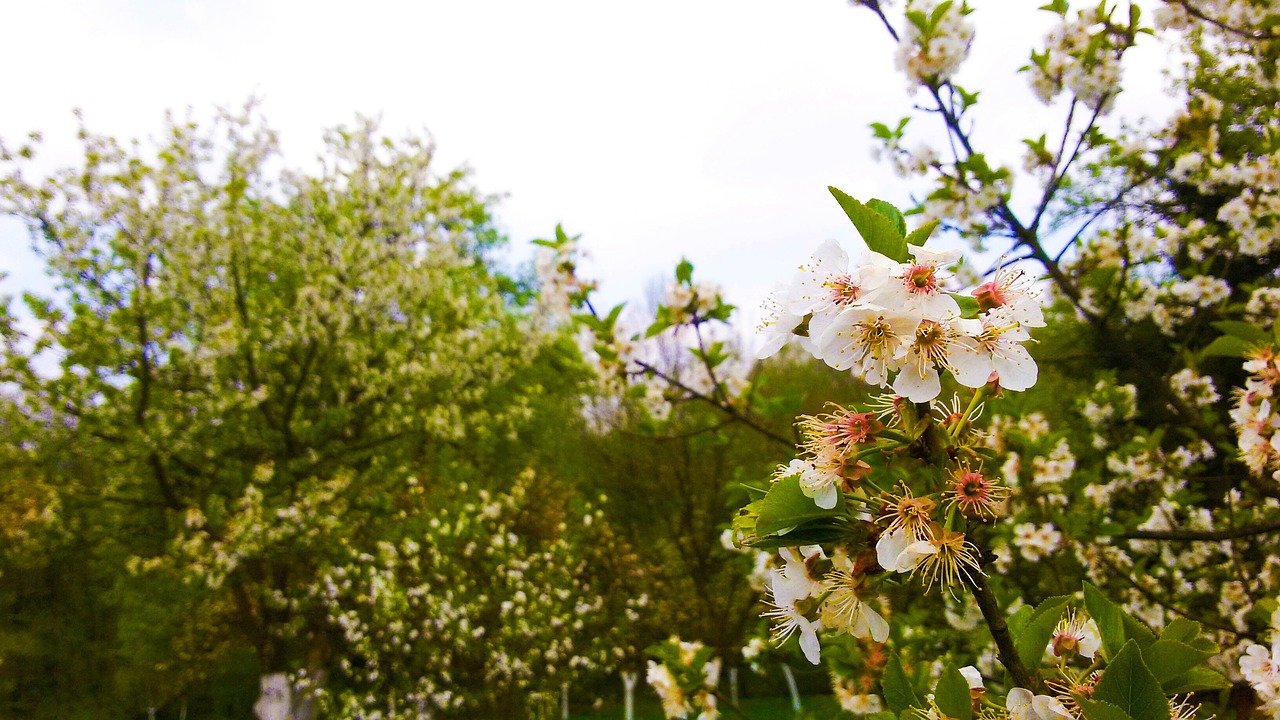 nature spring flower free photo