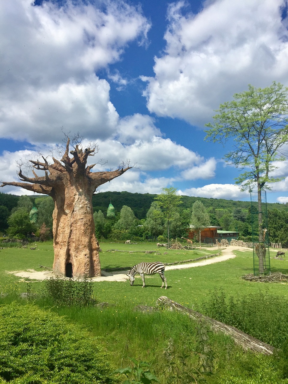 nature wood baobab free photo