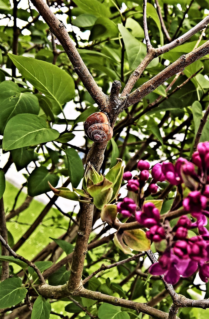 nature snail reptile free photo