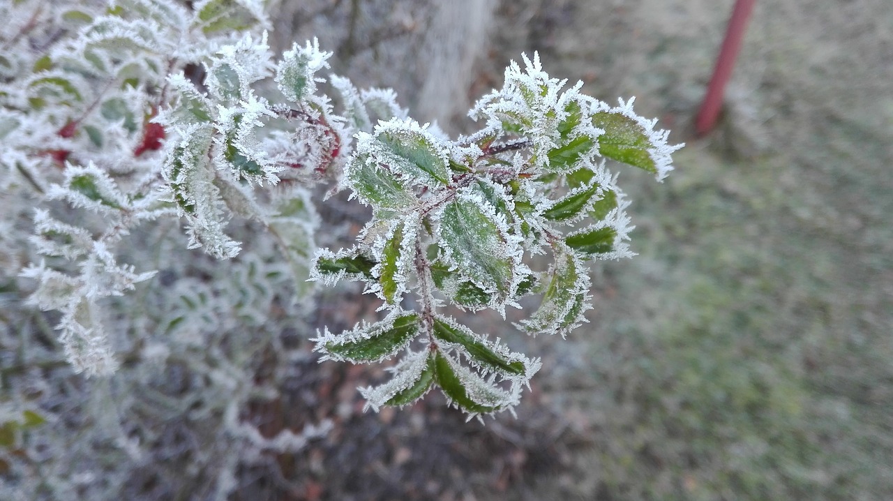 nature frost frozen free photo