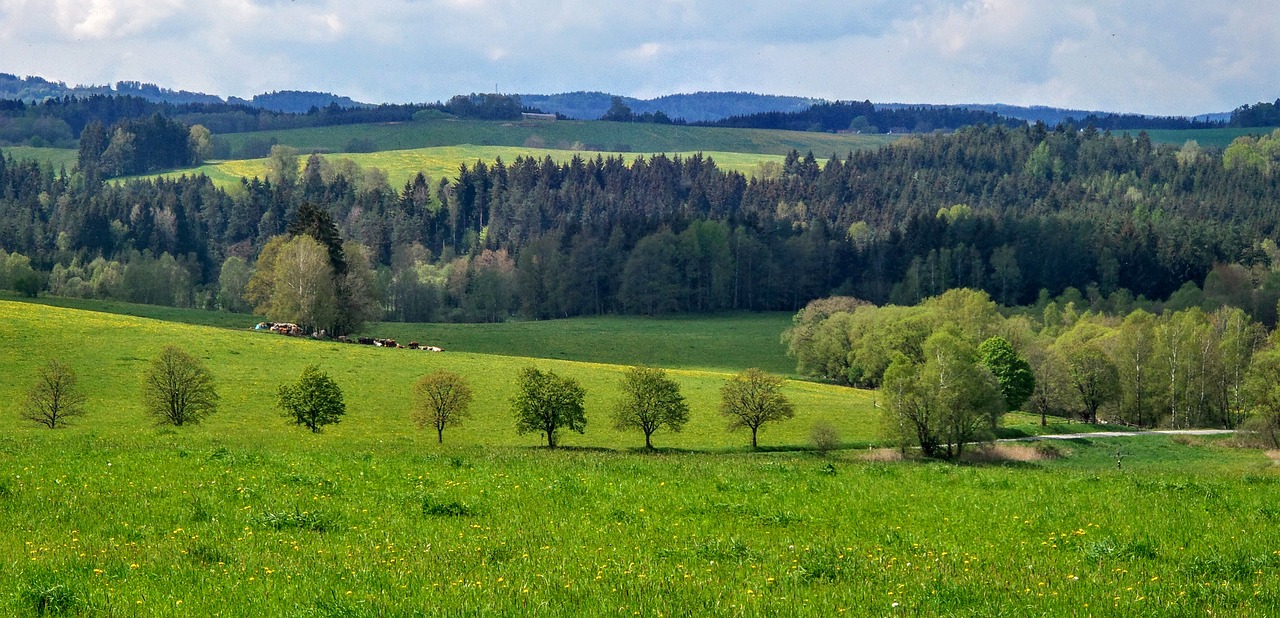 nature landscape meadow free photo