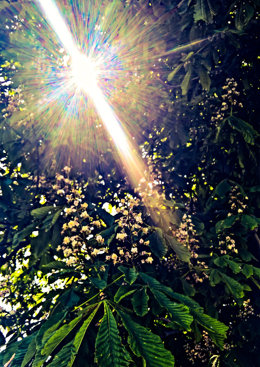 nature chestnut tree free photo