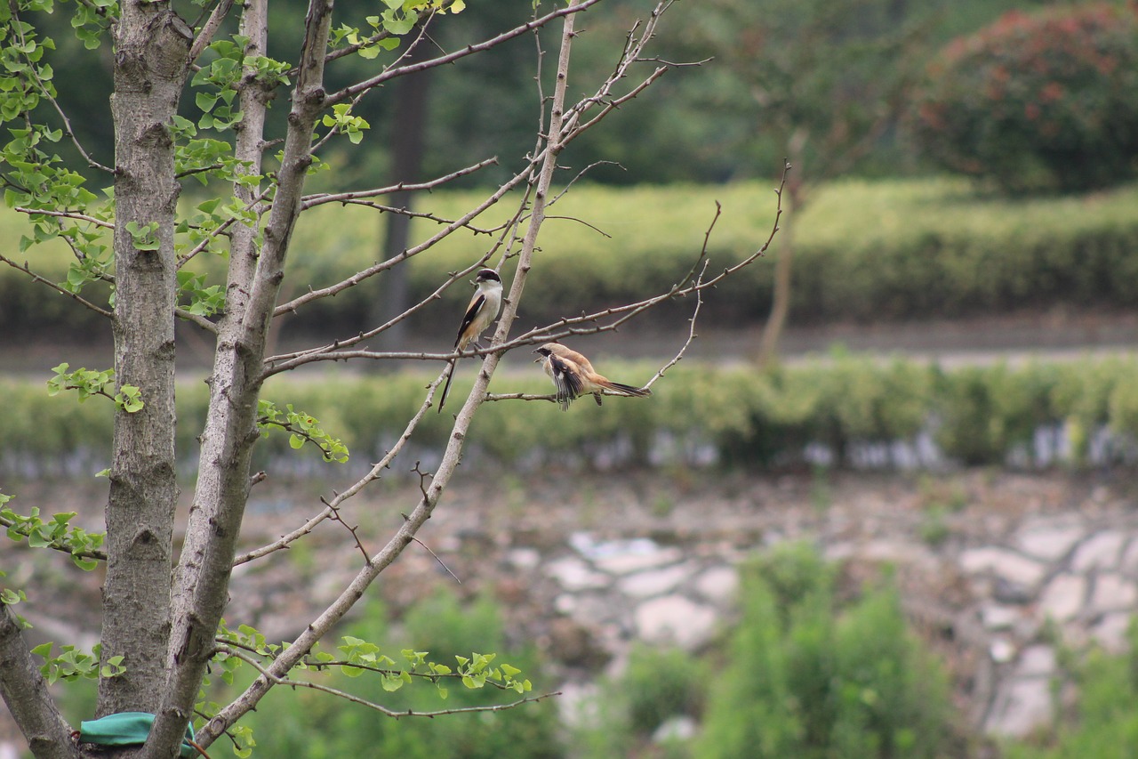 nature birds trees free photo