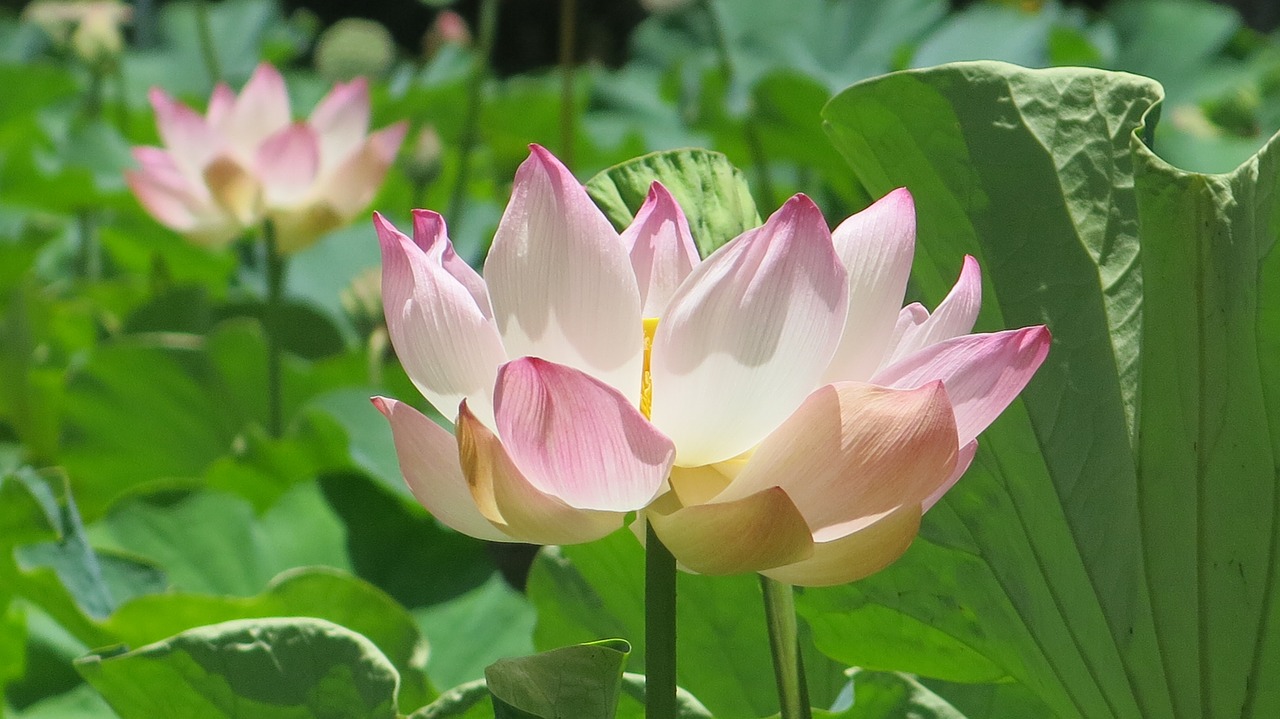 nature flower mauritius free photo