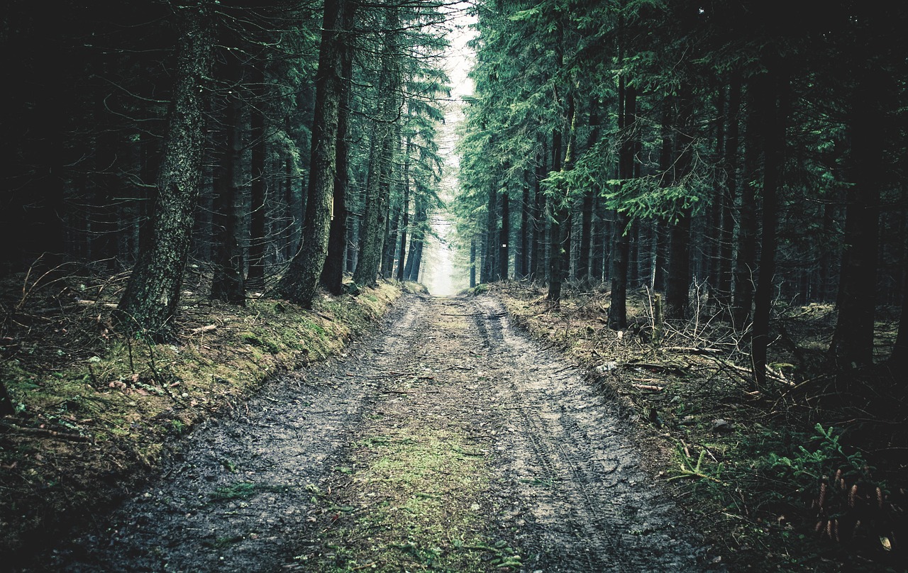 nature forest tree free photo