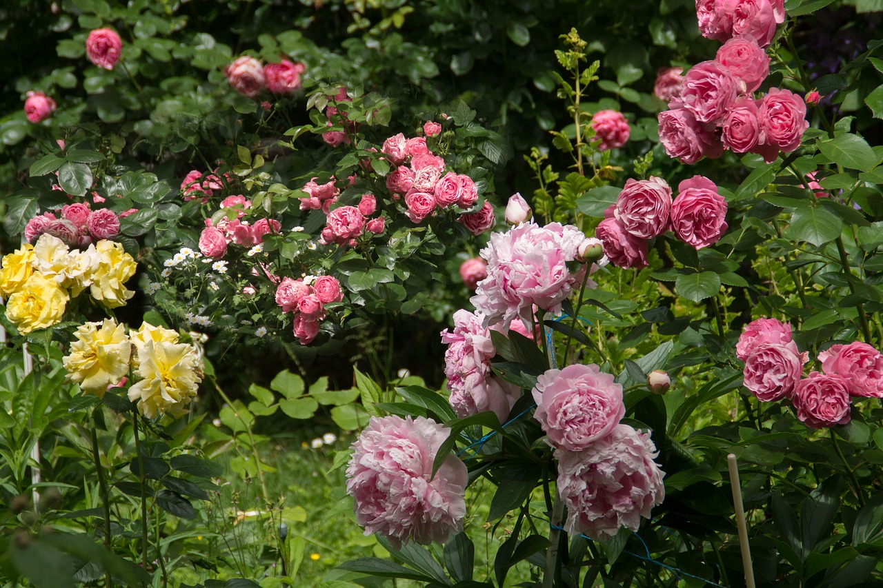 nature garden flowers free photo