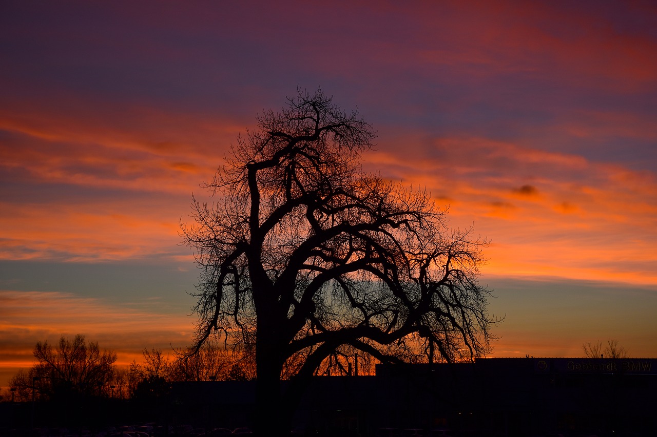 nature tree scene free photo