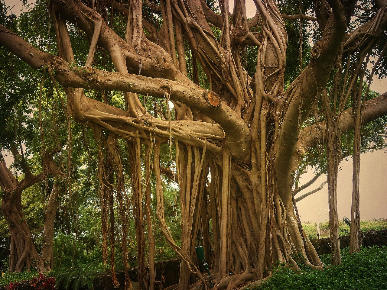 nature tree plant free photo