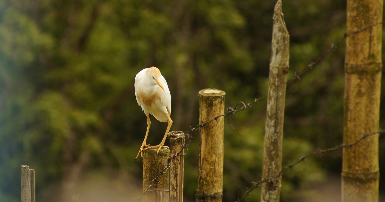 nature the india free photo