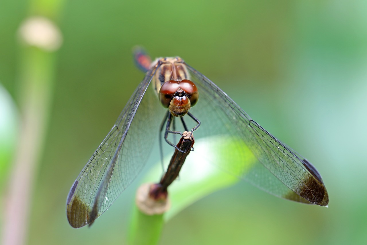 nature forest insects free photo