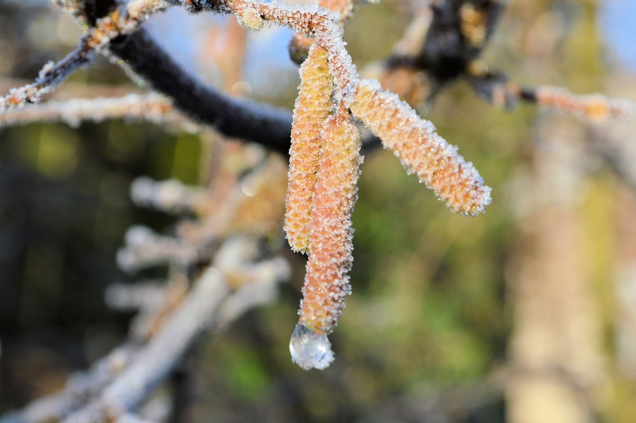 nature frost cold free photo