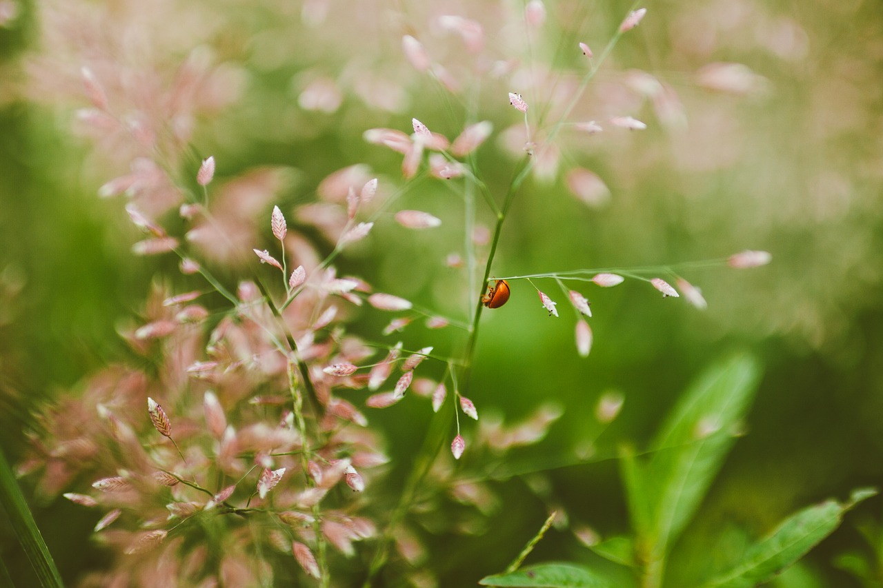 nature insect flower free photo