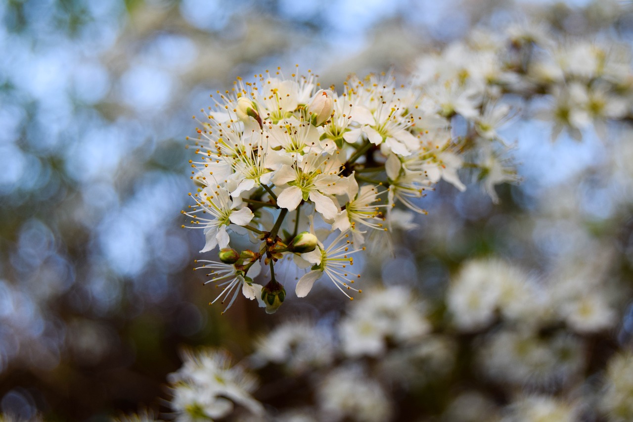 nature flowers spring free photo