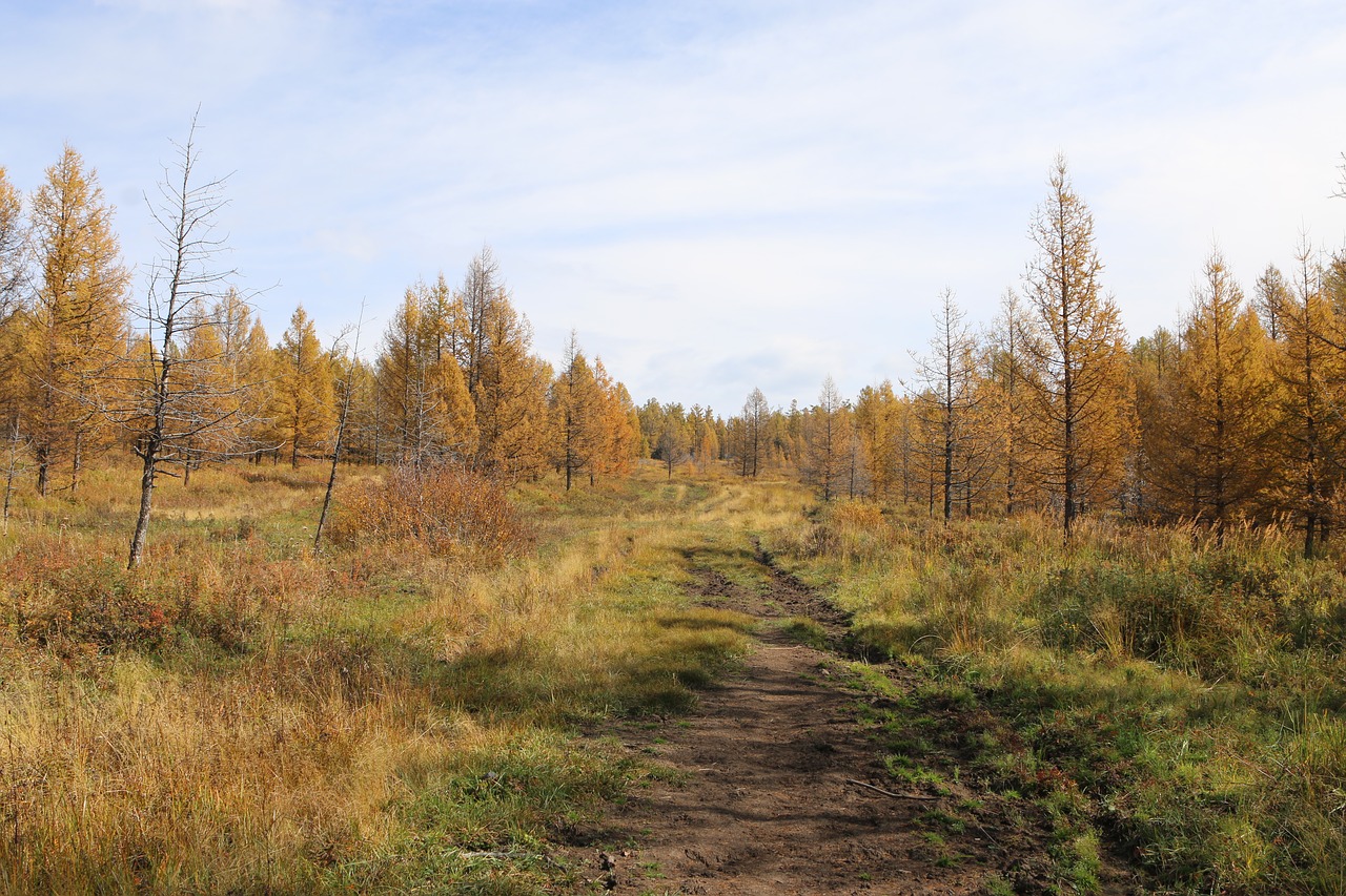 nature trees autumn free photo