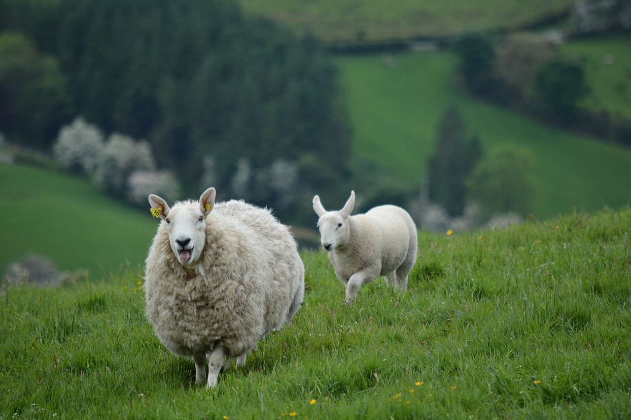 nature animals sheep free photo