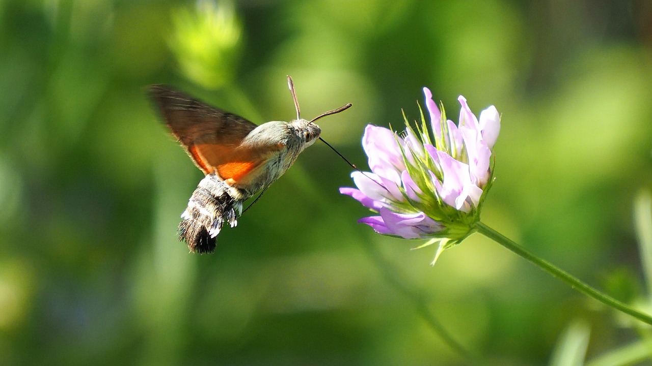 nature butterfly hummingbird hawk-moth free photo