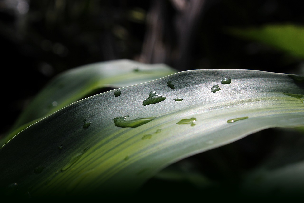 nature leaf tree free photo