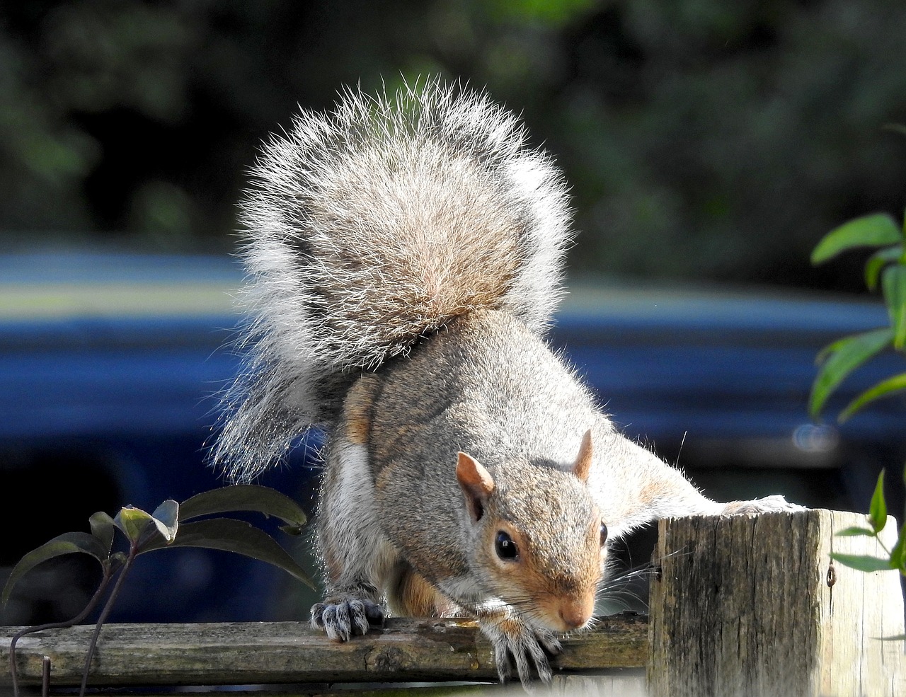 nature squirrel wildlife free photo