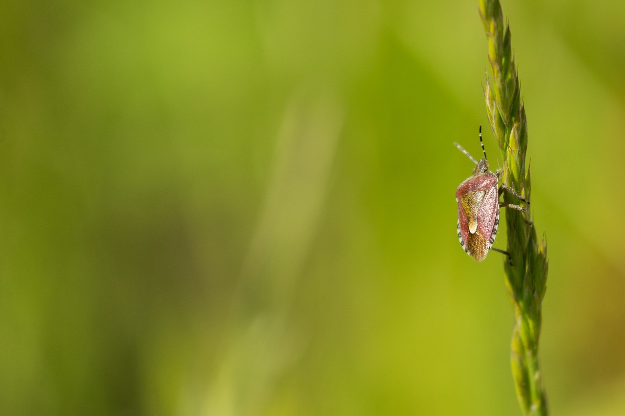 nature beetle insect free photo