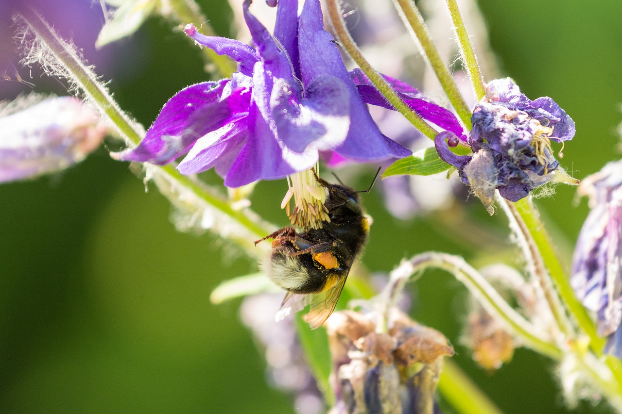 nature bee flower free photo