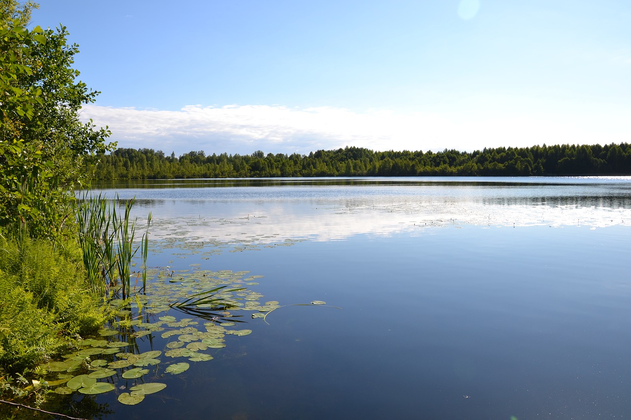 nature lake forest free photo