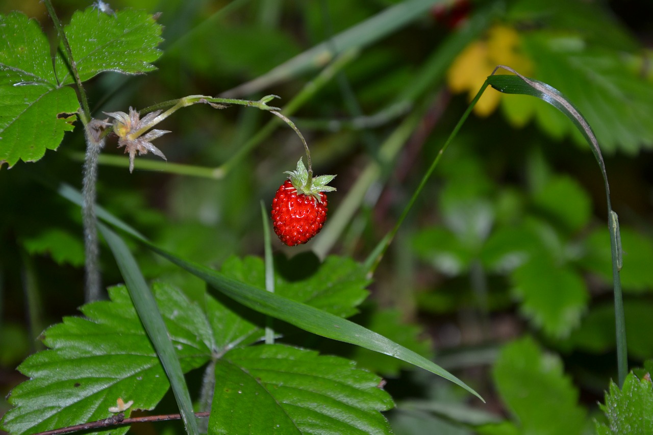 nature forest russia free photo