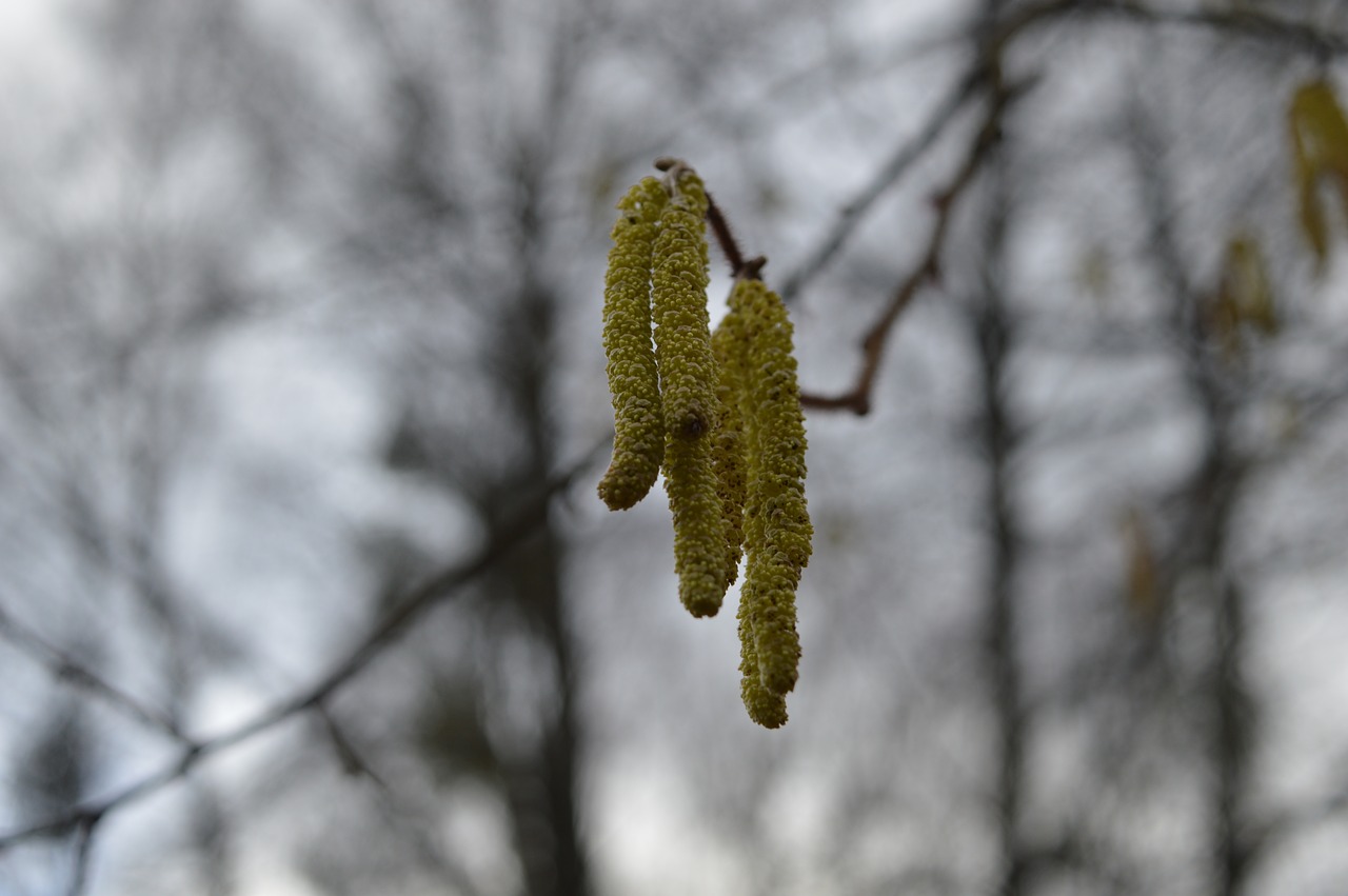 nature flowers tree free photo