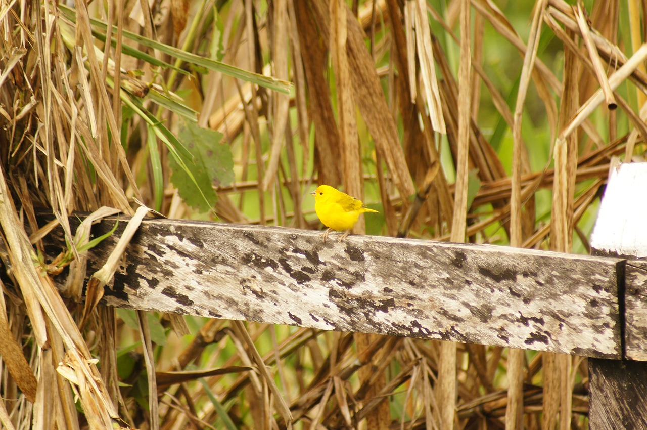 nature the india free photo