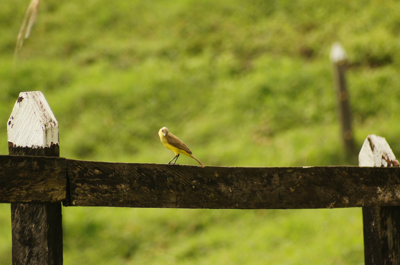 nature the india free photo