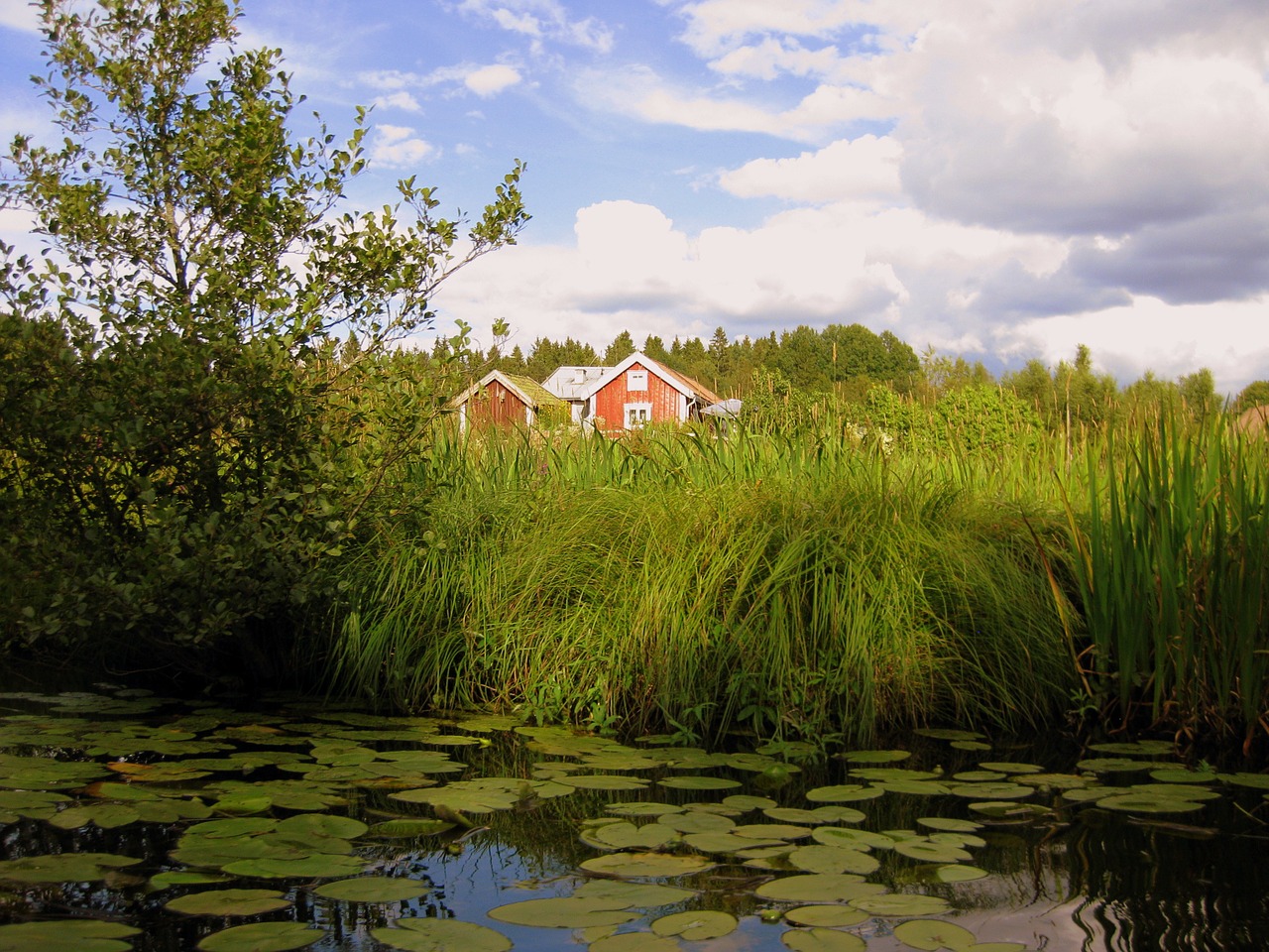 nature loneliness silent free photo