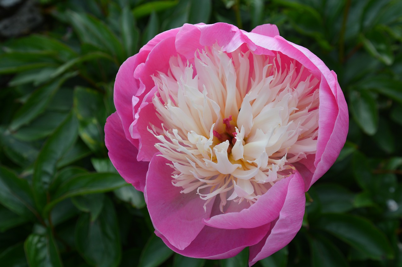 nature peony plant free photo