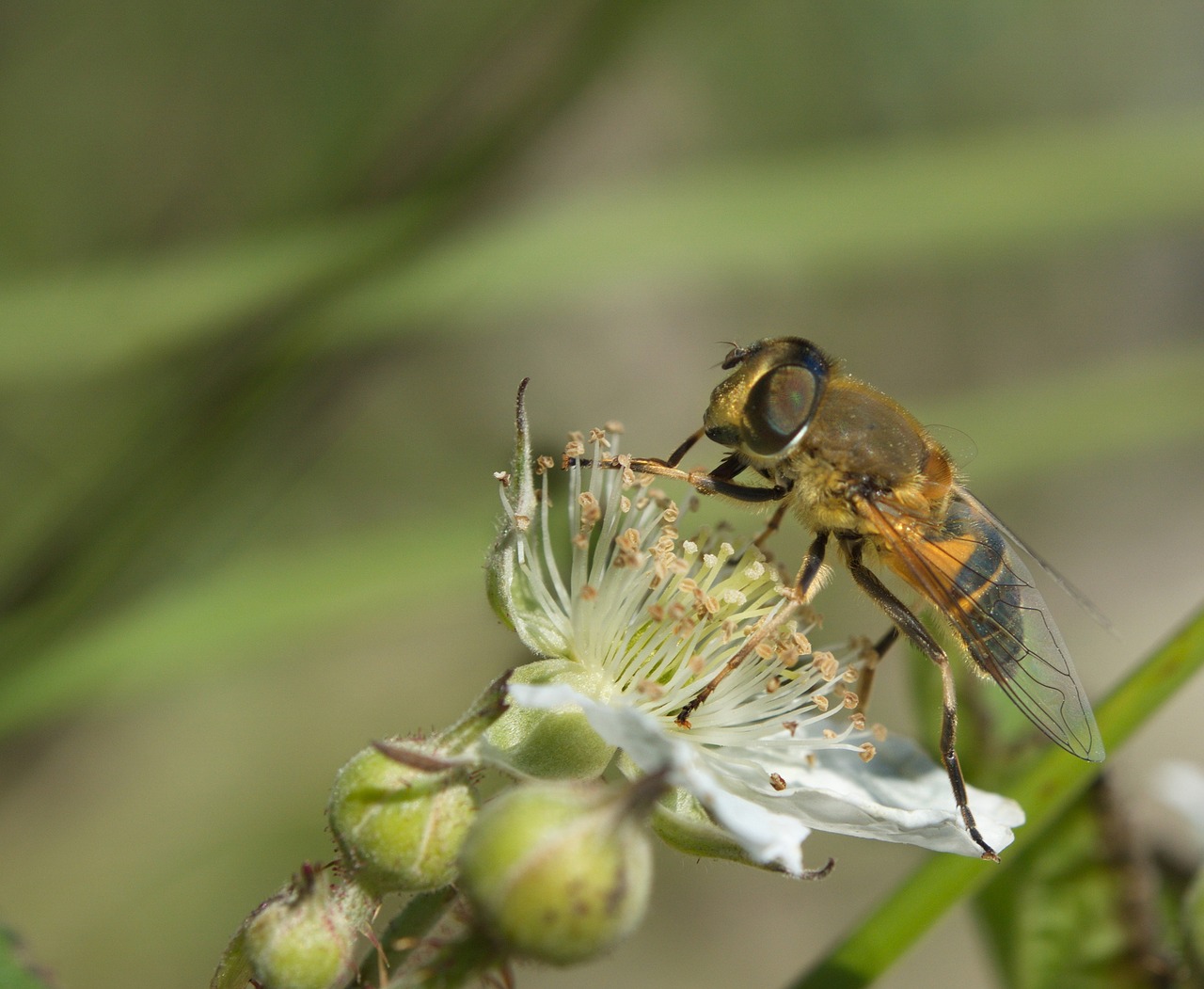 nature bee insect free photo