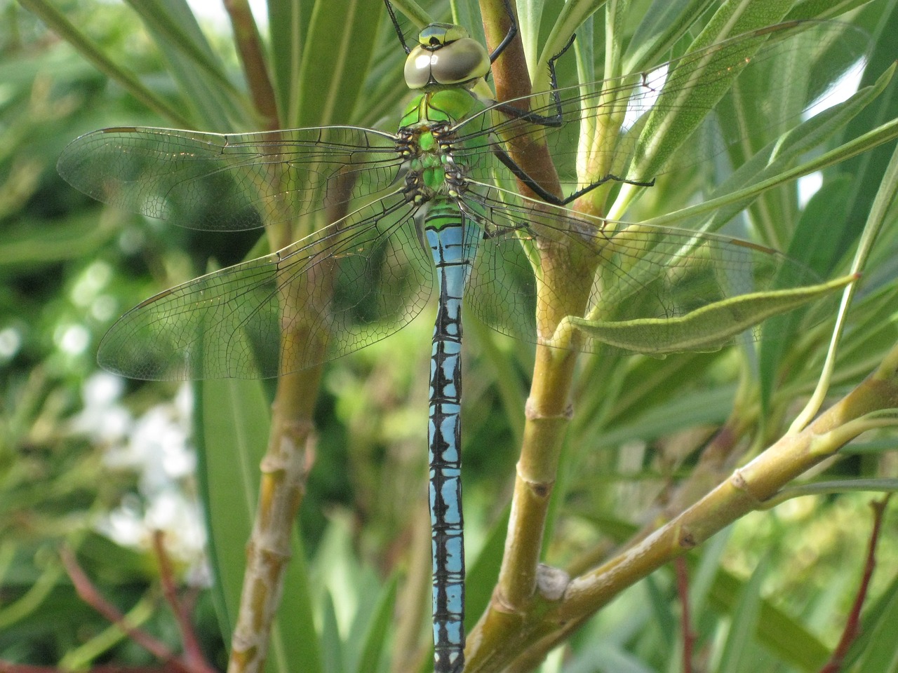 nature insect dragonfly free photo